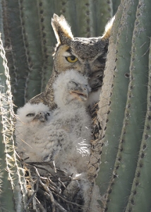 March 25, 2013<br>North Phoenix, AZ<br>Great Horned Owls